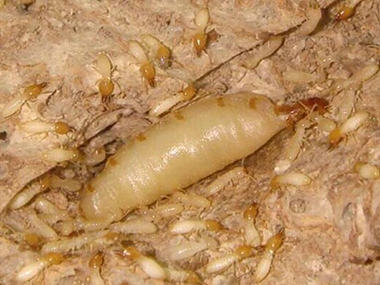 禅城白蚁灭治所到了冬天很少见到白蚁，这是为什么呢?