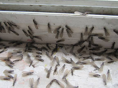 佛山防治白蚁公司家庭室内防治白蚁的办法