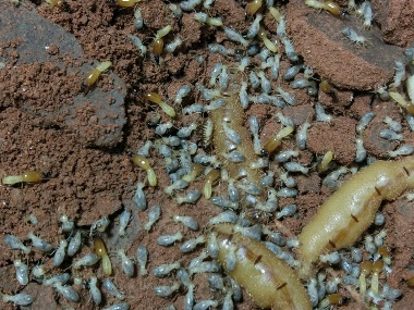 罗村白蚁防治公司日常生活中预防白蚁入侵的办法