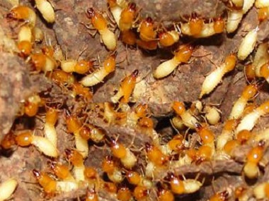 南海白蚁防治怎么预防分飞期的白蚁危害