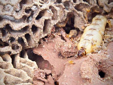 发现白蚁危害为什么不能惊动它？南海白蚁防治告诉您