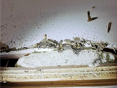 佛山新建房屋容易产生白蚁危害有哪些原因