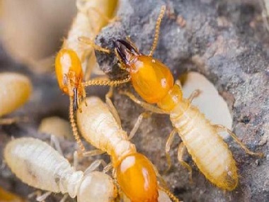 高明白蚁防治公司杀灭白蚁的有效方法，白蚁的危害有哪些