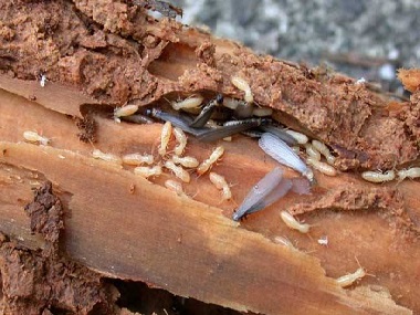 三水专业白蚁防治用什么方法杀灭危害杉木的白蚁