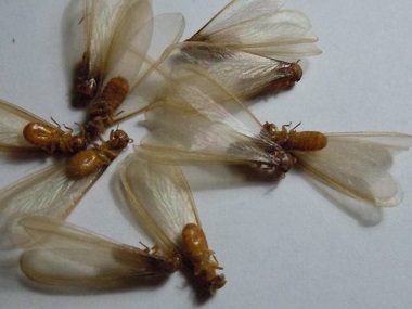 禅城白蚁防治中心说说发现分飞期白蚁应该怎么灭治