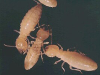 顺德白蚁预防公司怎么防治危害家具的白蚁