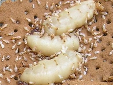 南海专业白蚁中心告诉你白蚁蚁后是怎样产生的