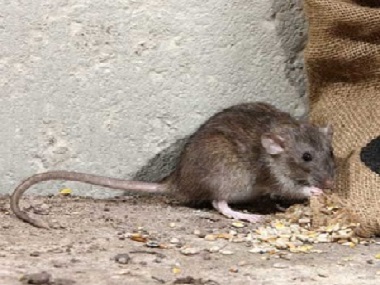 高明除虫灭鼠站教你驱鼠方法赶走家里的老鼠