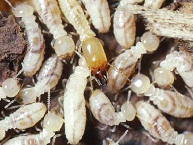 三水预防白蚁认识白蚁的危害以及白蚁的特性