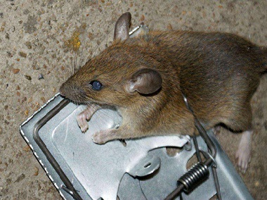 禅城除虫灭鼠公司灭鼠防鼠，如何做好环境防治