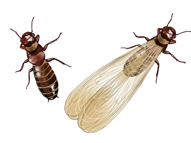 高明白蚁基础预防：什么时候进行白蚁的预防工作
