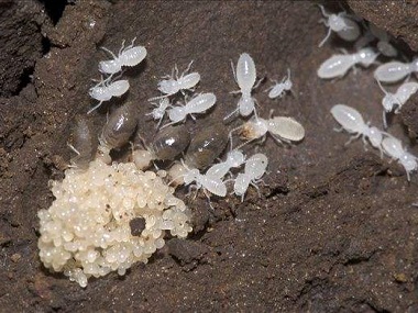 三水白蚁公司买了白蚁药为什么却不能杀死白蚁