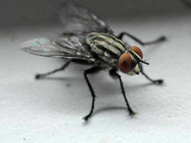 佛山害虫防控机构分享4个方法消灭蚊虫和苍蝇