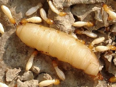 南海防治白蚁中心预防白蚁和消杀白蚁的方法