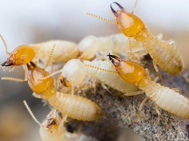 三水新建预防白蚁中心怎样灭杀掉隐蔽的白蚁危害
