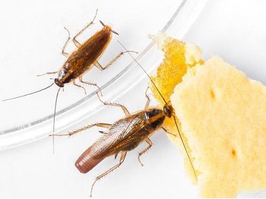 禅城虫害控制站专家提醒您蟑螂碰过的东西绝对不能吃