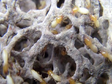 南海白蚁备案所如何发现家中已被白蚁侵袭
