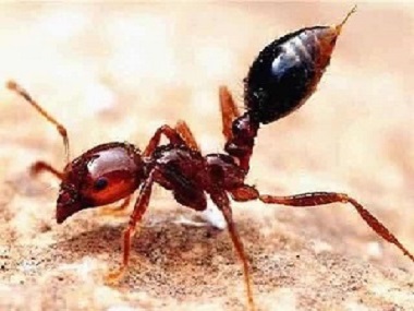 南海白蚁备案公司世界上最危险的蚂蚁——红火蚁