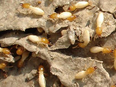 禅城预防白蚁中心什么品种的白蚁会入室啃食家具