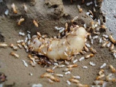禅城验收白蚁中心白蚁的蚁后为什么那么大