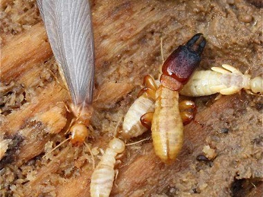 禅城白蚁备案公司白蚁灭治工作为什么要定期检查