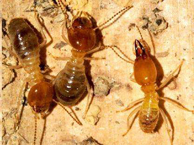 顺德蚂蚁消杀站——蚂蚁都有哪些生活习性