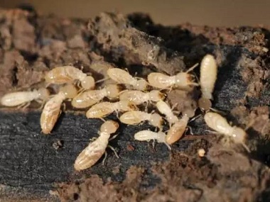 三水白蚁预防机构防治白蚁可尽早实施，降低白蚁危害
