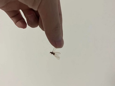 高明杀灭白蚁中心白蚁出现在家里意味着什么
