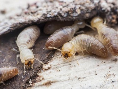 南海预防白蚁中心如何做到有效预防白蚁
