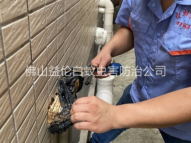 顺德建筑灭治白蚁工程