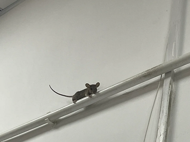 佛山杀虫灭鼠公司超实用的“老鼠怕”用法