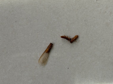 高明白蚁验收站佛山白蚁分飞期如何有效防治蚁害